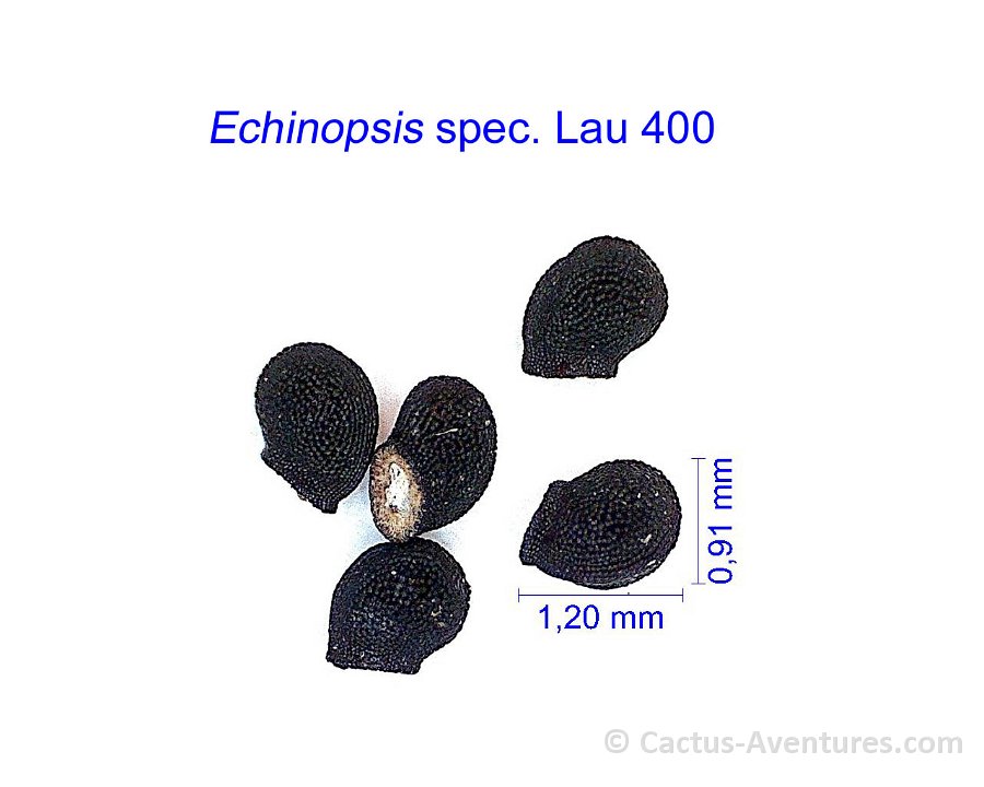 Echinopsis sp Lau 400